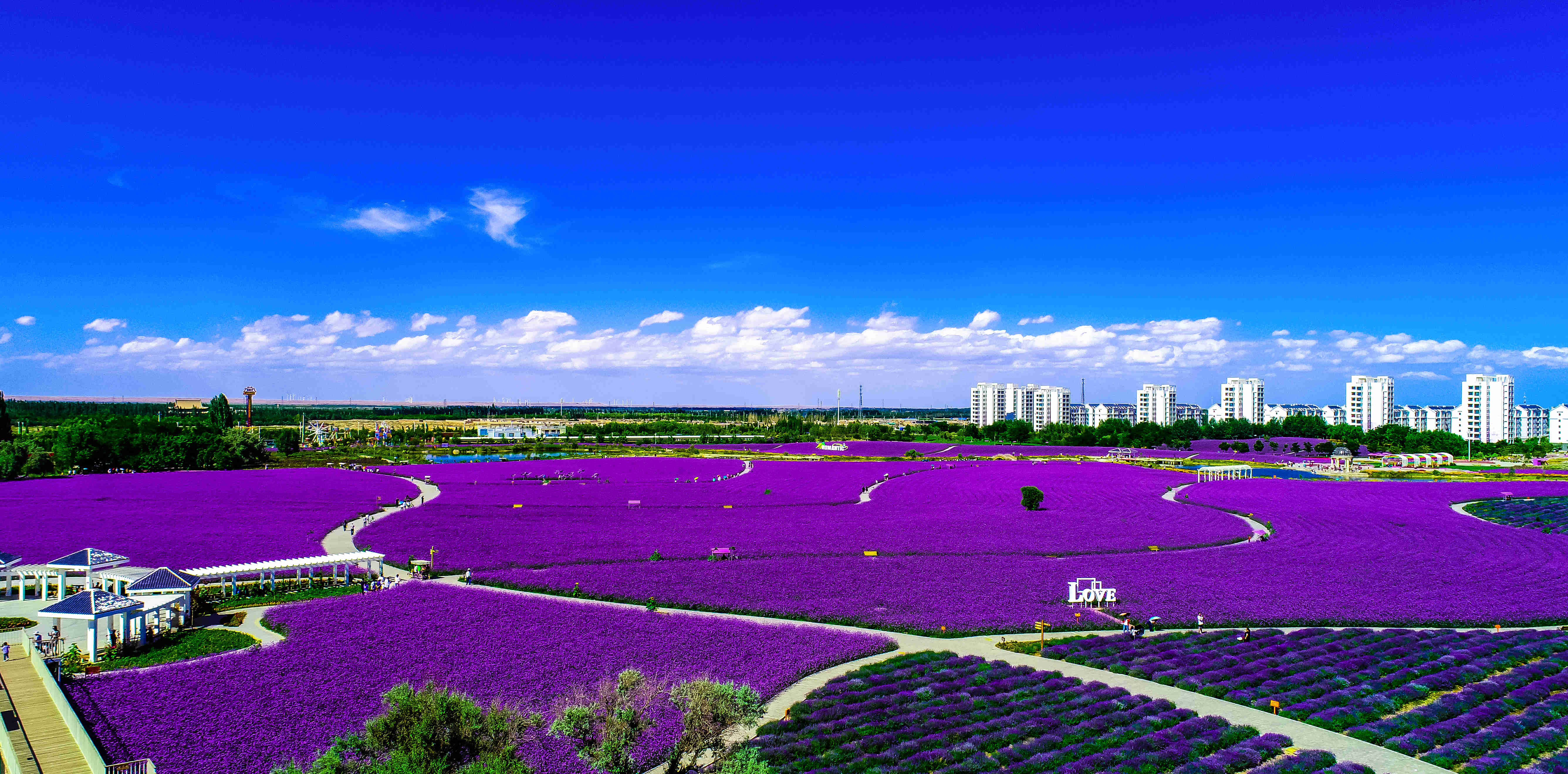 花海摄影